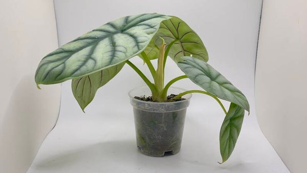Alocasia Silver Dragon