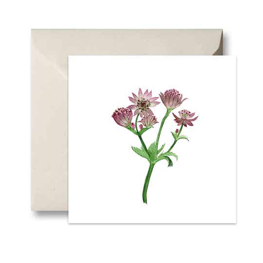 Zeeuws knoopje Astrantia dubbele kaart