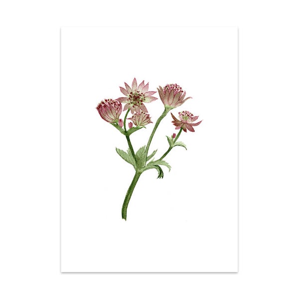 Zeeuws knoopje - Astrantia kaart