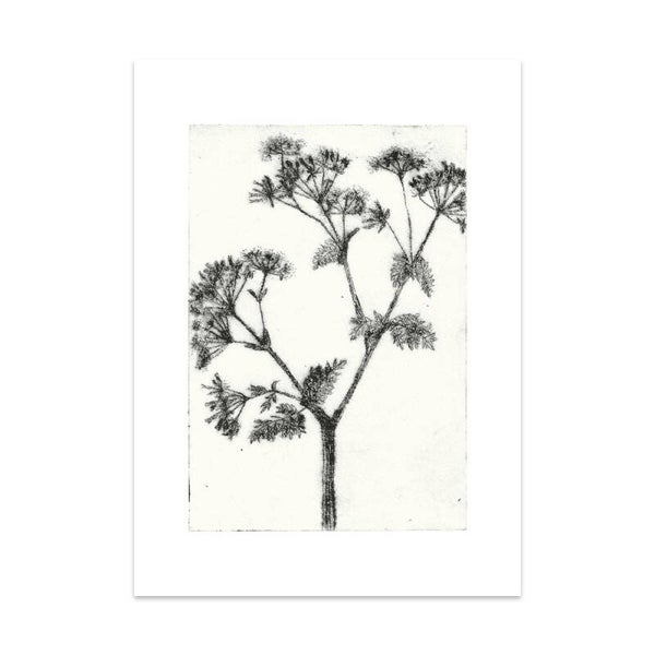 Fluitenkruid - Anthriscus sylvestris Art Card