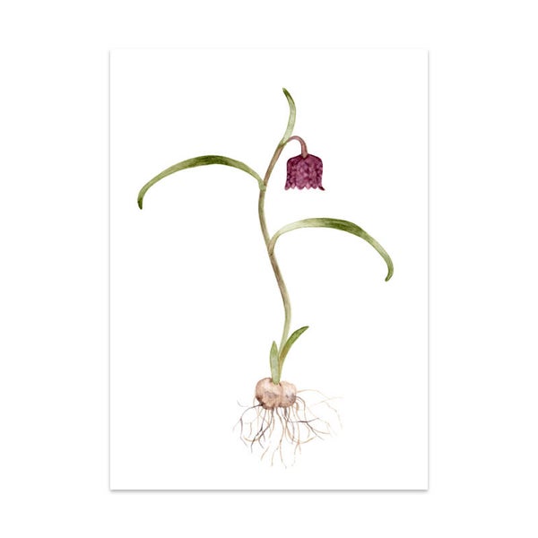 Kievitsbloem Art Card