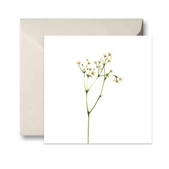 Lovely Gypsophila gipskruid dubbele kaart