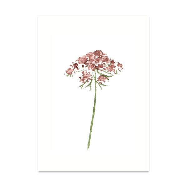 Daucus Carota Dara • Wilde peen kaart