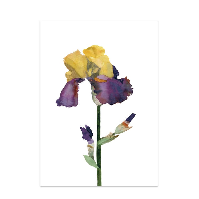 Iris germanica kaart