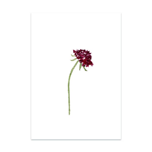 Scabiosa Duifkruid kaart