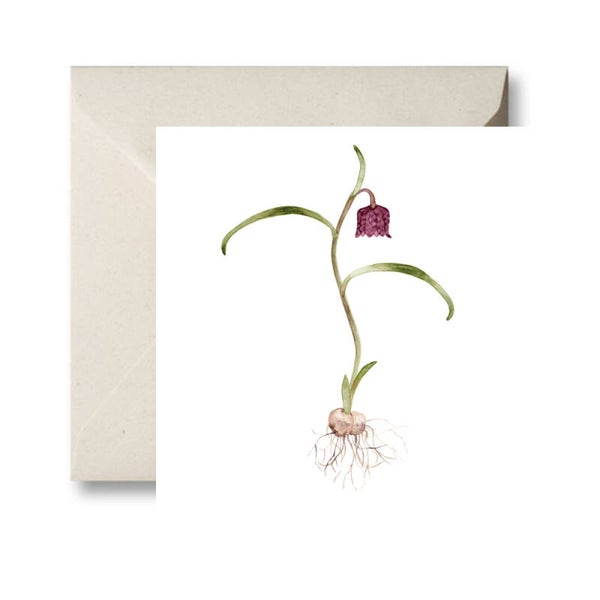 Kievitsbloem dubbele kaart