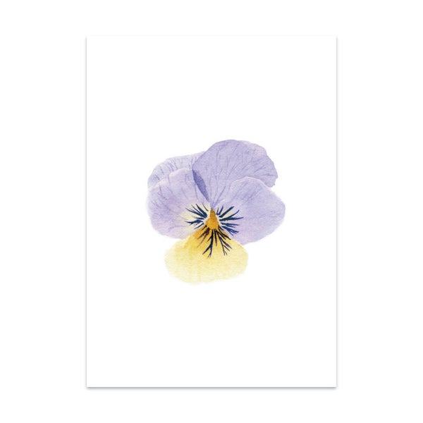 Viooltje kaart • geboortebloem februari