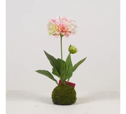 Dahlia Moss Ball Wit/Roze