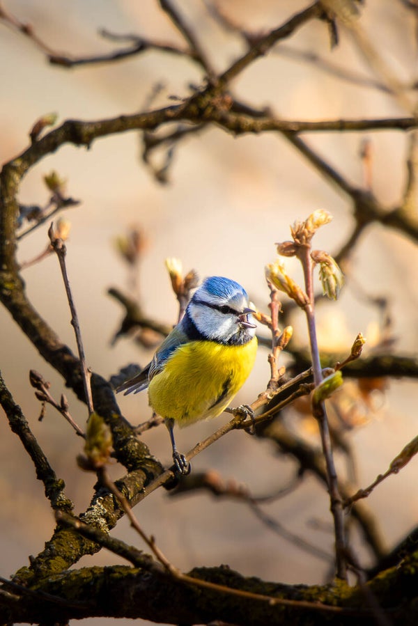 Mésange bleue