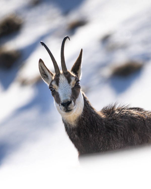 Chamois