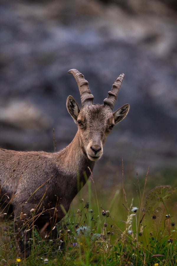 Bouquetin sous le Chavalard