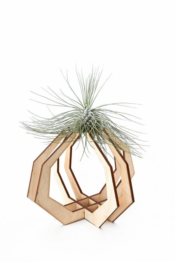 Houder Fuchsii