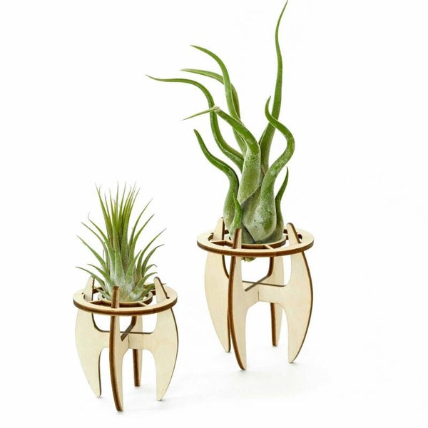 Ionantha houder small