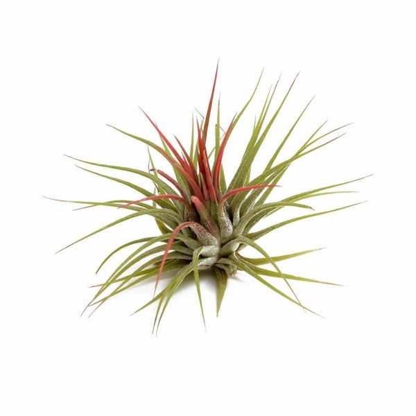 Tillandsia Ionantha