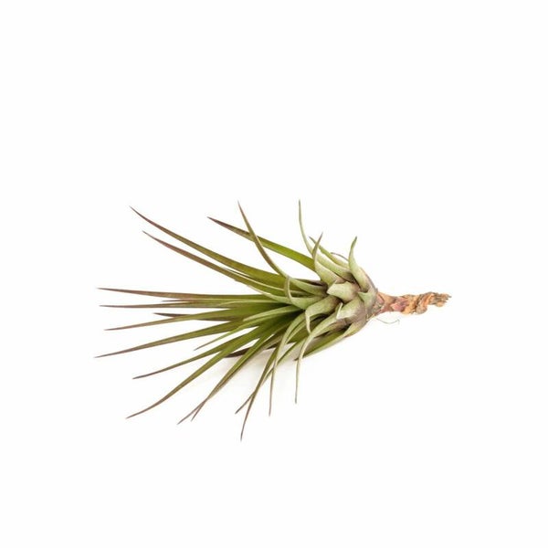 Tillandsia Melanocrater