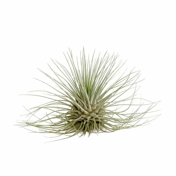 Tillandsia Fuchsii