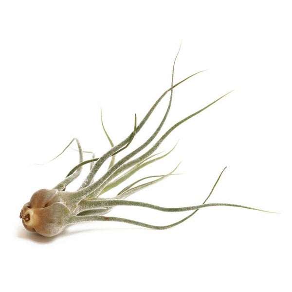 Tillandsia Pruinosa