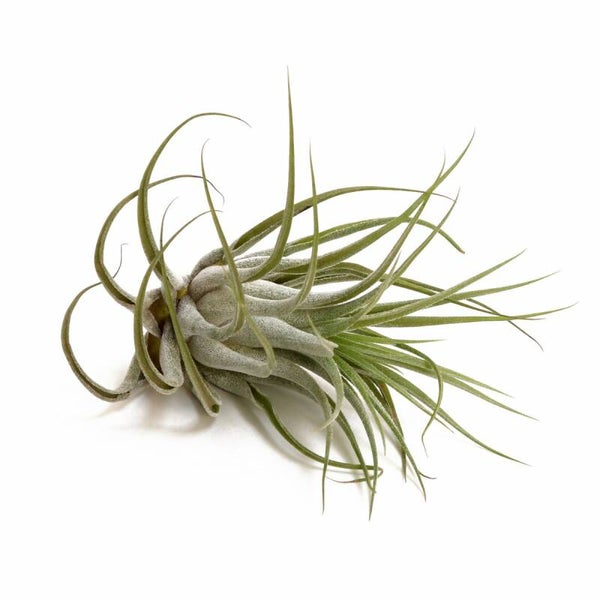 Tillandsia Scaposa