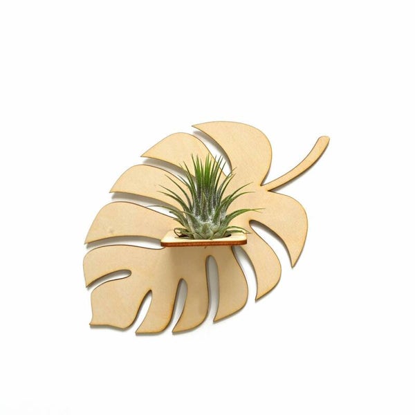 Ionantha houder voor aan de muur, blad.