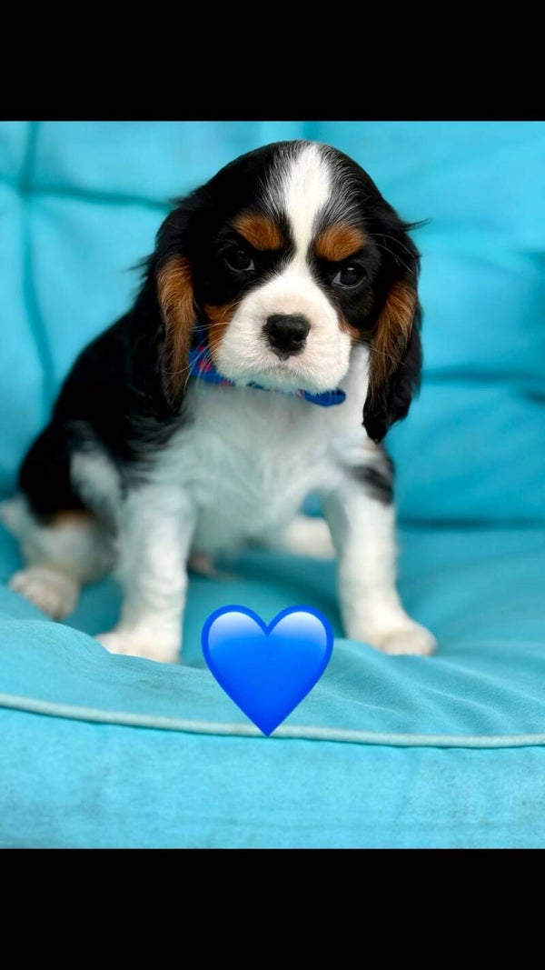 05/29 Cavalair King Charles spaniel MALE