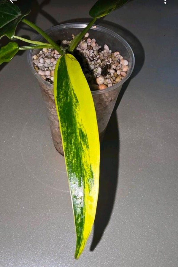 Philodendron Florida Beauty x Tortum