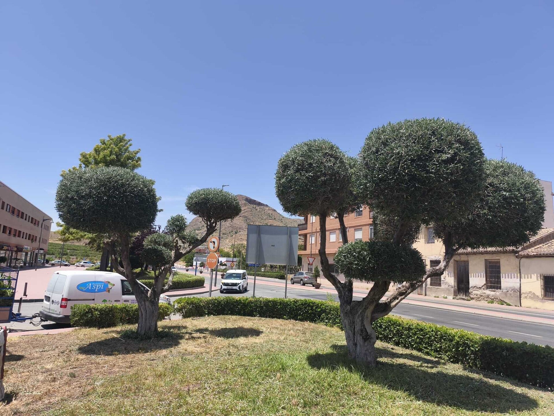 Poda de olivera con formas en Murcia