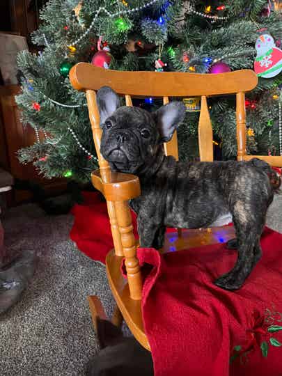 Brindle French Bulldog