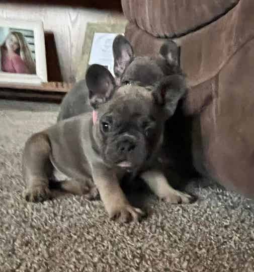 Lilac French Bulldog