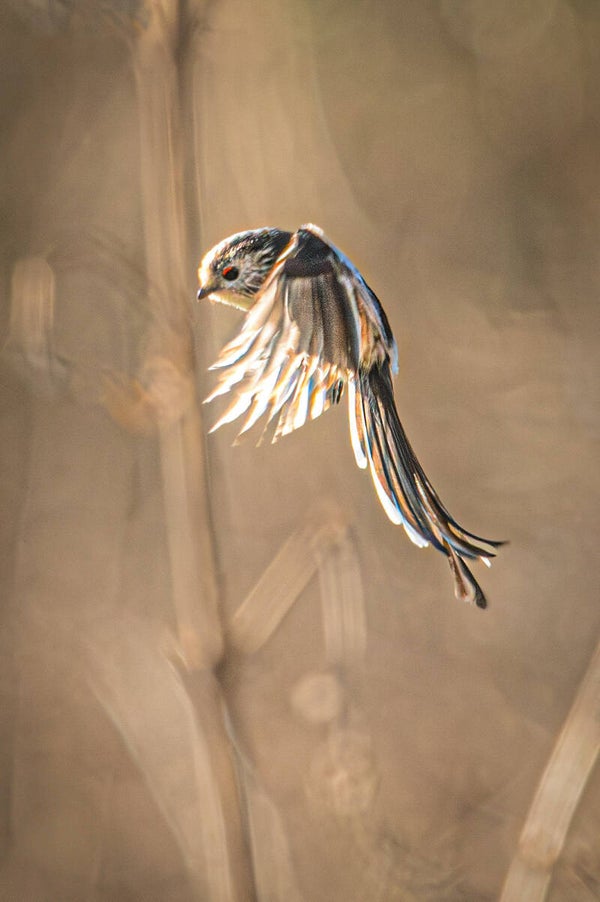 Long Tailed Tit.