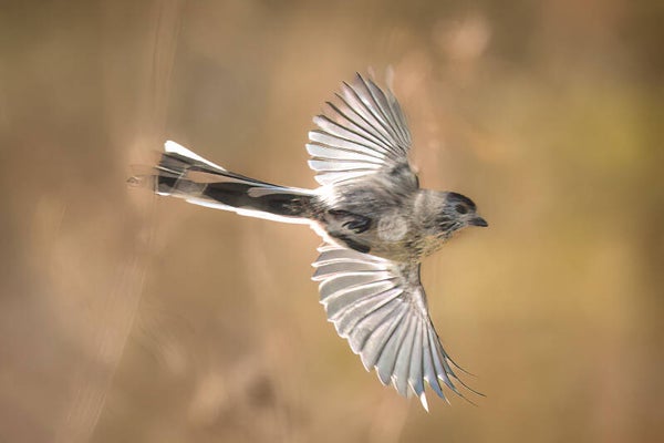 birds, UK