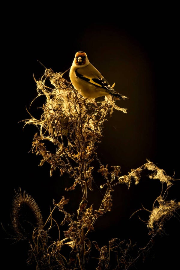 gold finch
