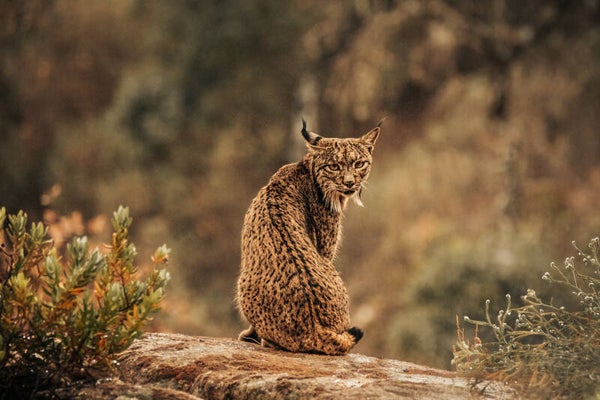 Lynx