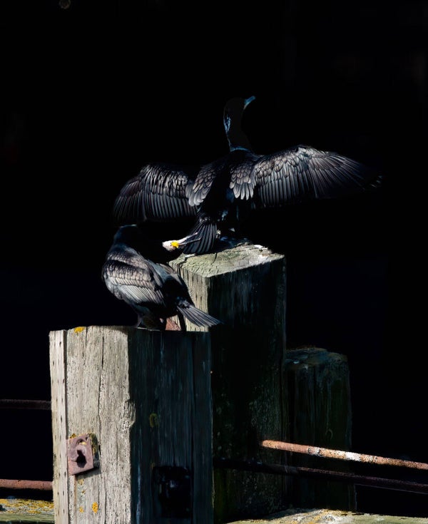 Cormorants