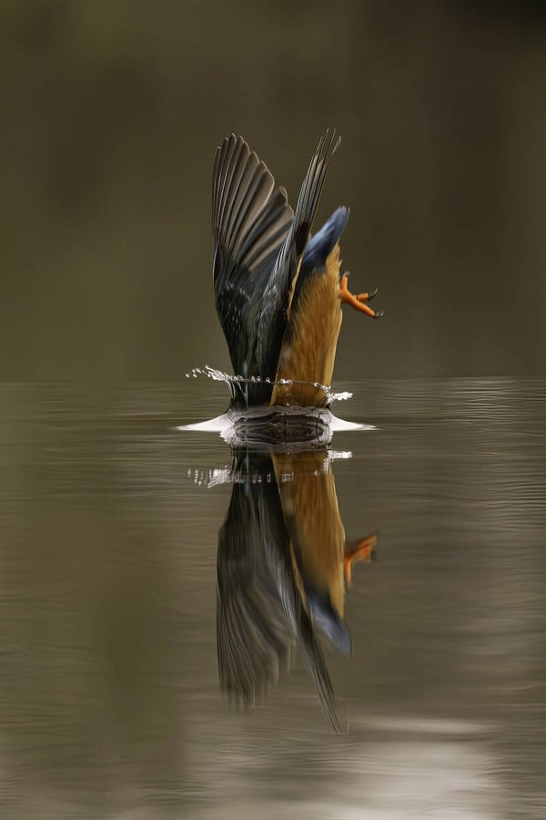 Diving Kingfisher