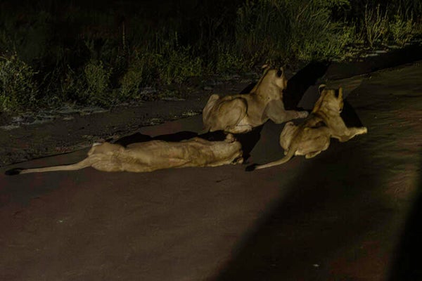 Lions