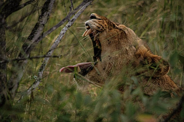 Roaring Lions