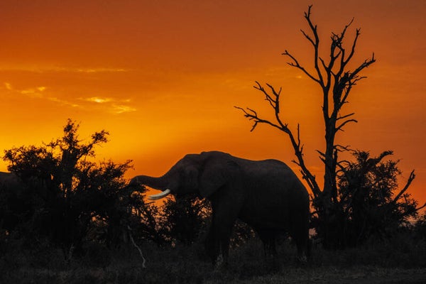 Elephant Dawn