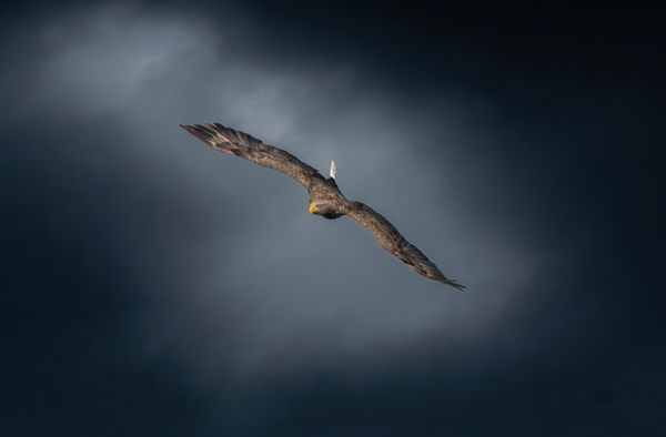 White Tailed Eagle