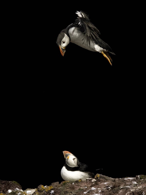 Puffins