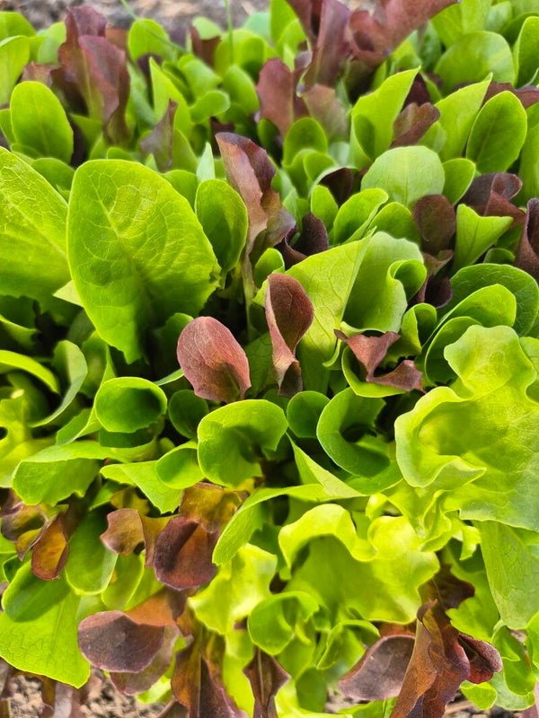 Mixed Salad Greens