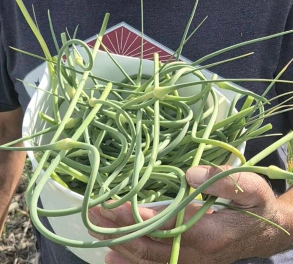 Garlic Scapes!