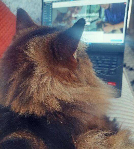 kattentrimmer aan huis