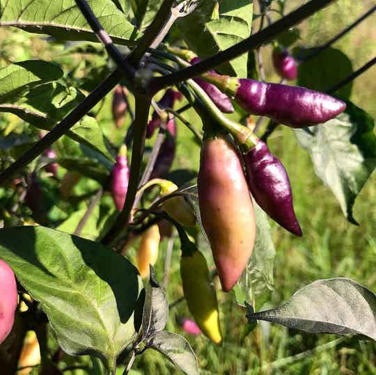 Royal Flush Peach