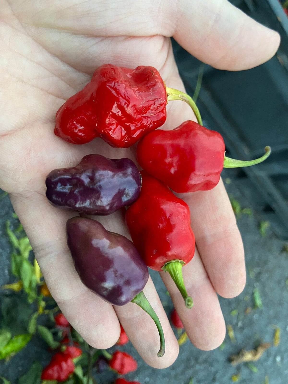 Purple Pinger Red Roxa F2 | Bane's Best