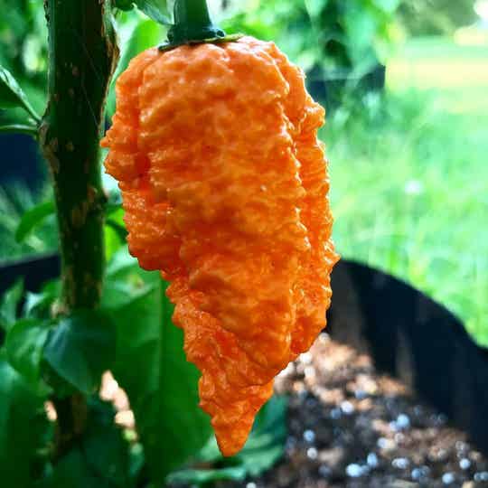 Brain Collapse Orange