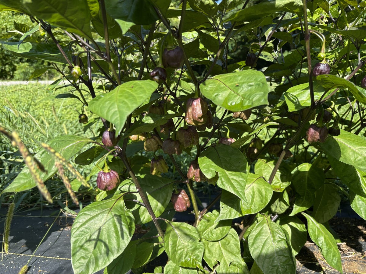 7 Pot Ork Red | Bane's Best