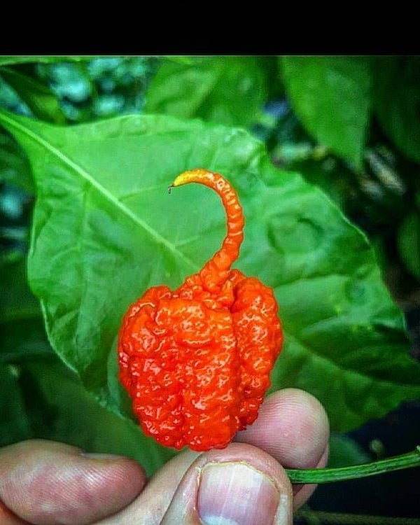 Reaper
