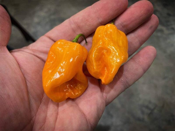 Sabroso Habanero Orange