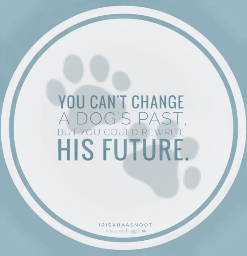 Quotes - Honden - Dogs  - Rescue dogs - Adoptnotshop - Iris Photography