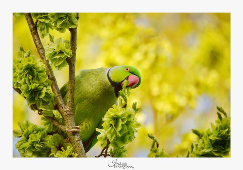 Halsparkieten - Iris Photography - Portfolio Dieren